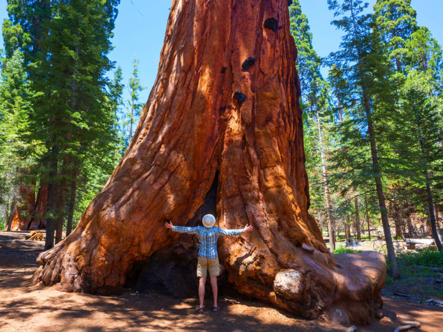 Giant tree in Spain