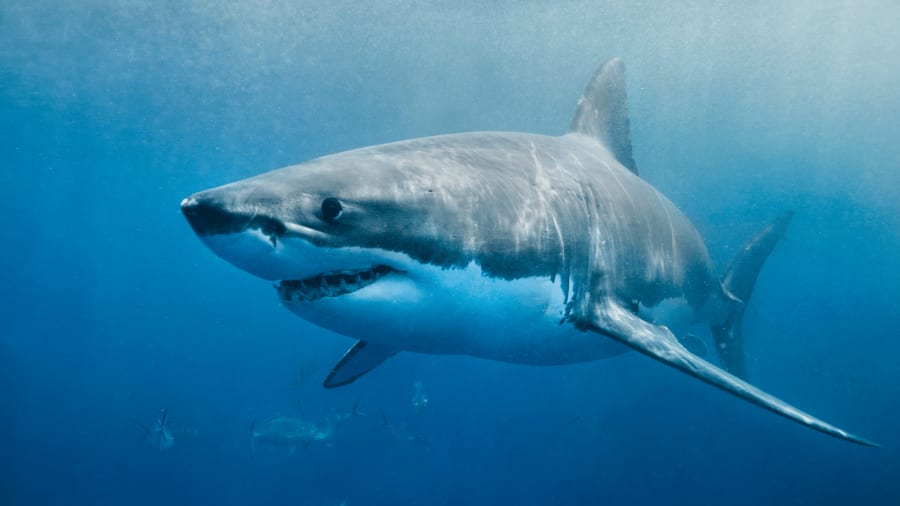 Great white shark