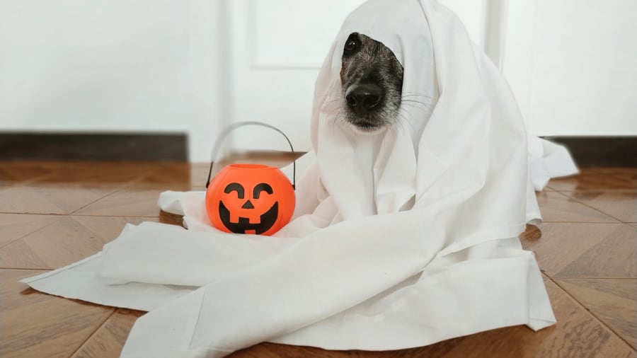 halloween dog