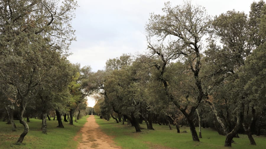 Holm Oaks