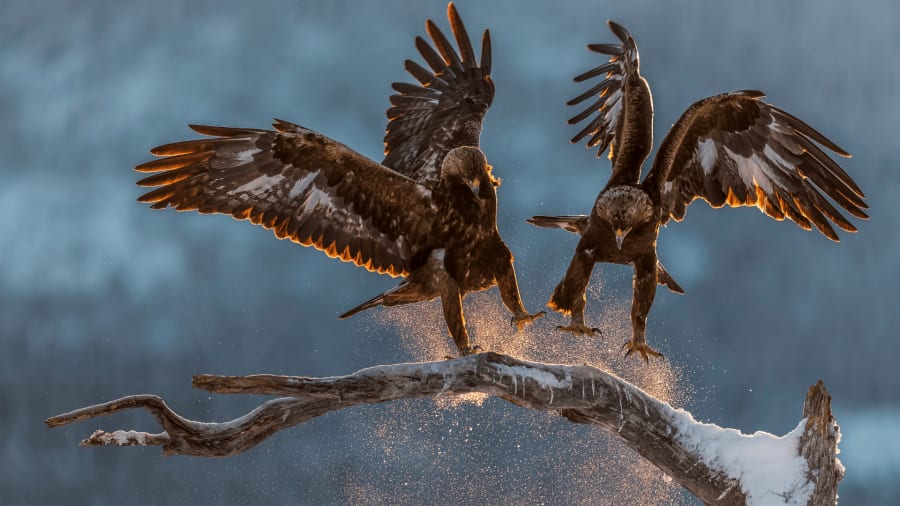 Iberian Golden Eagle 2