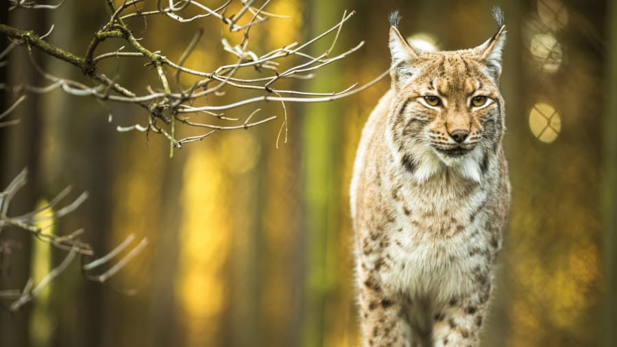 Iberian Lynx 2