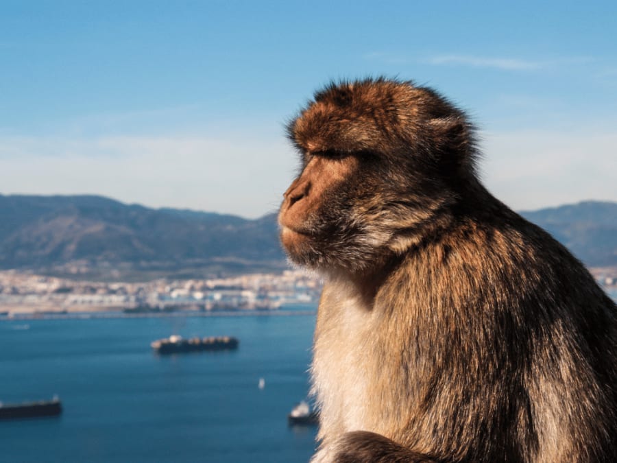 Gibraltar is a nice colony in the peninsula