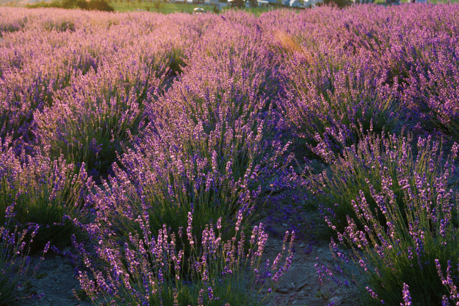 lavenderplant