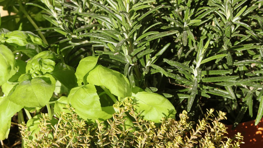 mediterraneanherbsplant