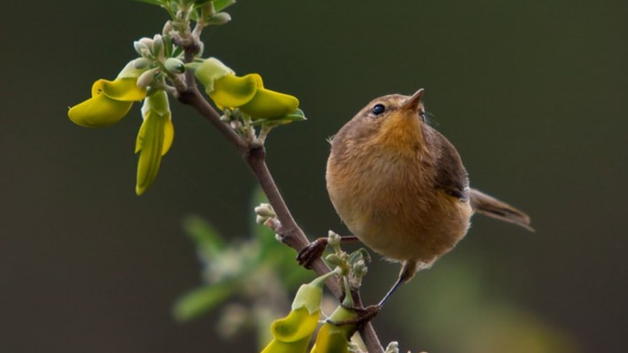 mosquiterocanario