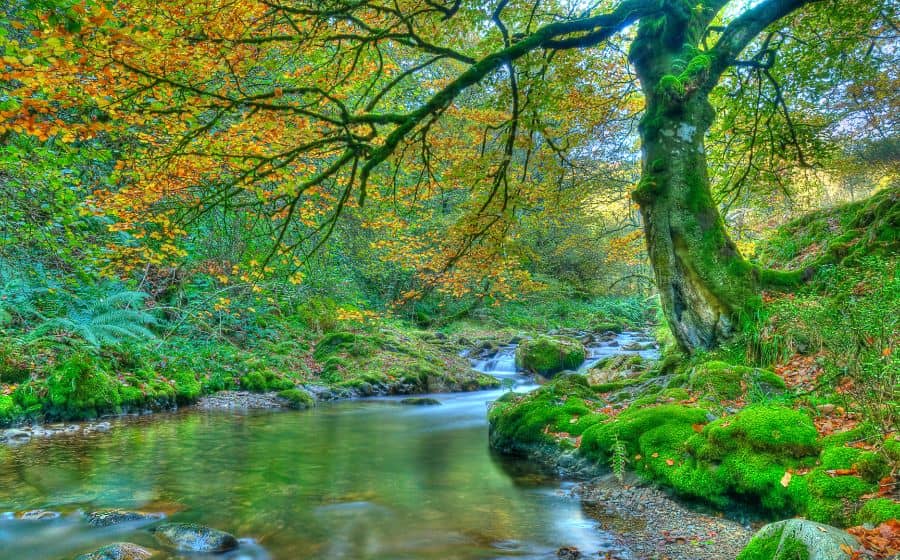 Muniellos Forest