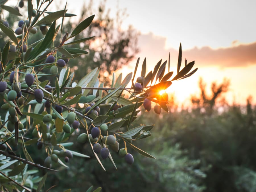 olive tree