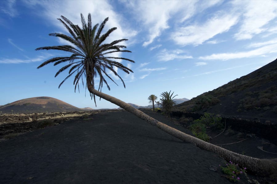 palmera inclinada lanzarote spain