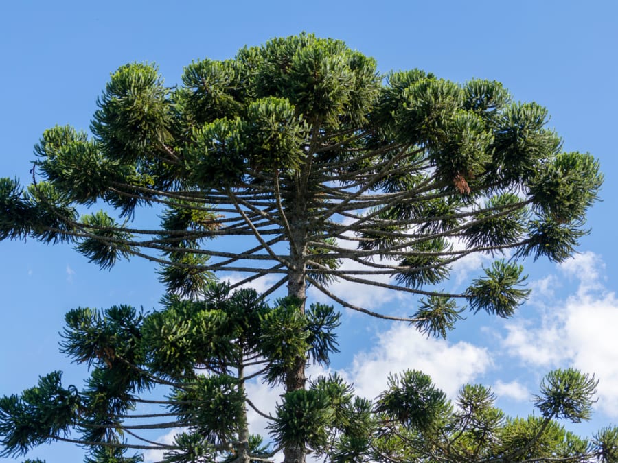 Stone pine tree in Spain
