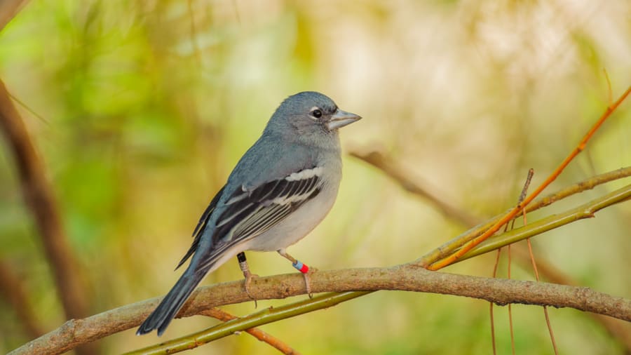 pinzonazul