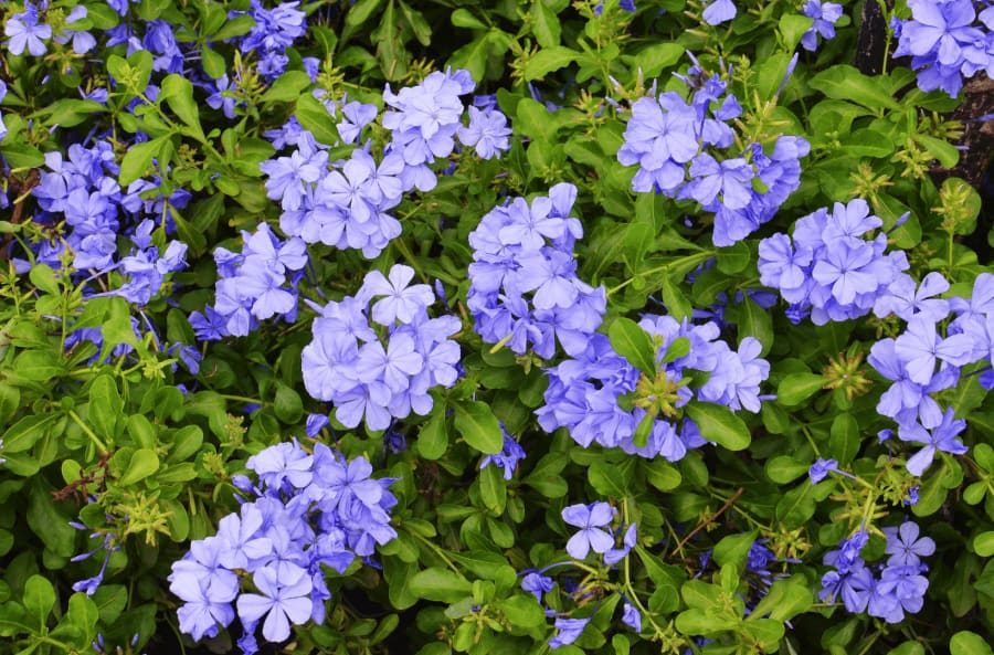 plumbagoplant