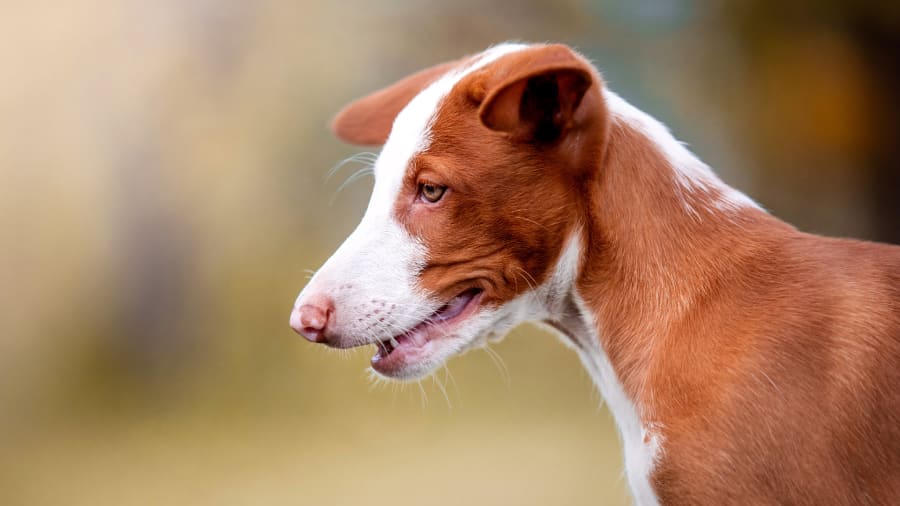 podenco