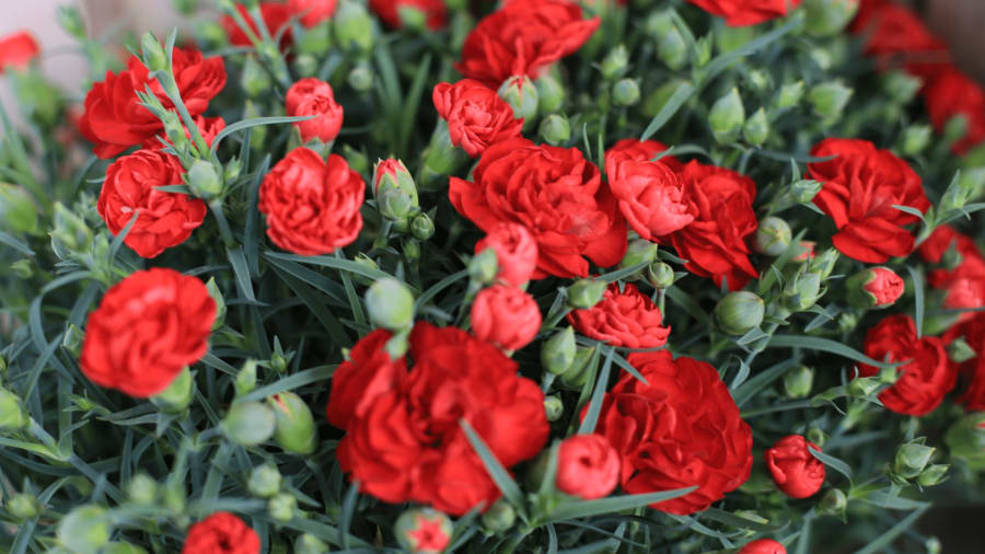 Red Carnations Flowers