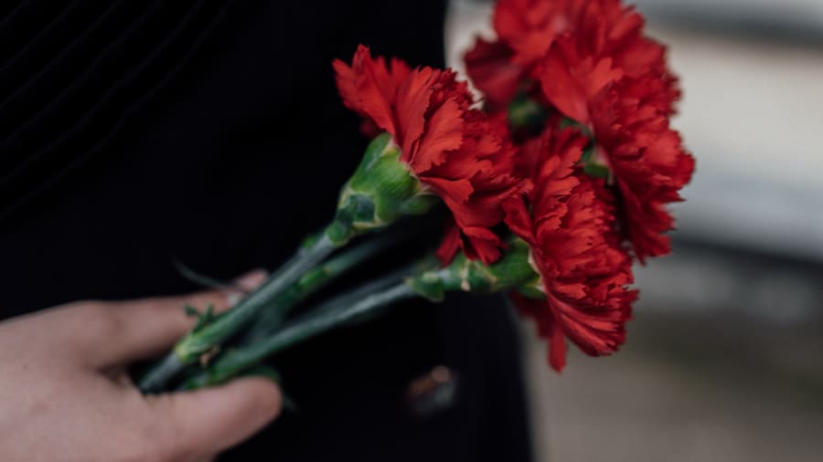 red carnation the flower of Spain