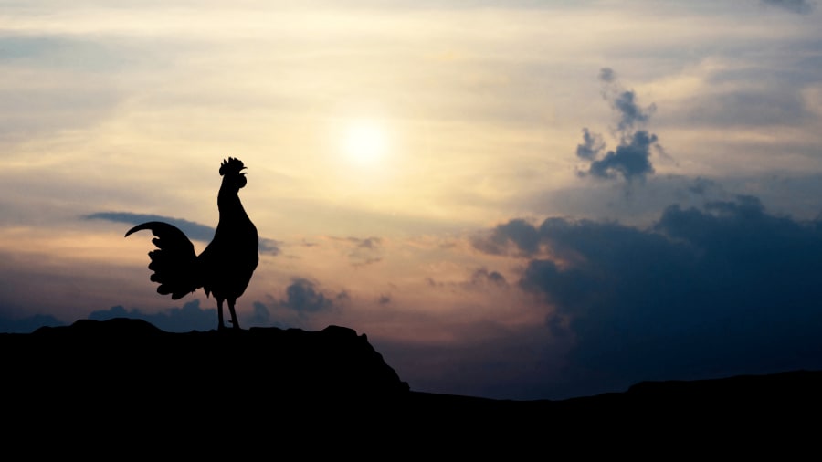 Rooster crowing for Jesus birth