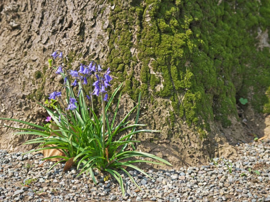 The beauty of Spanish Bluebells