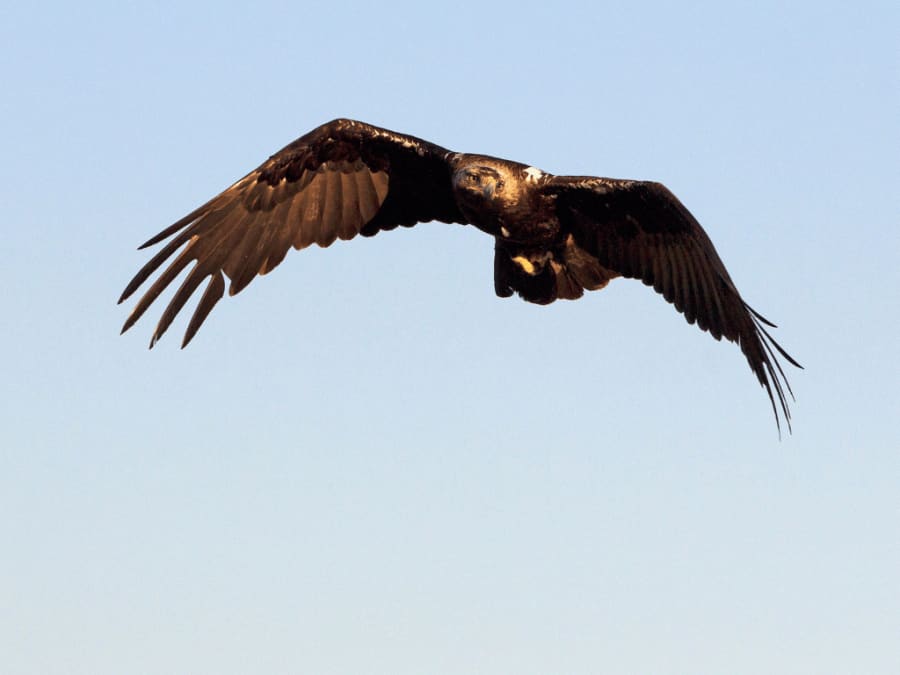 spanishimperialeagle10