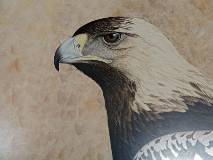 spanishimperialeagle12
