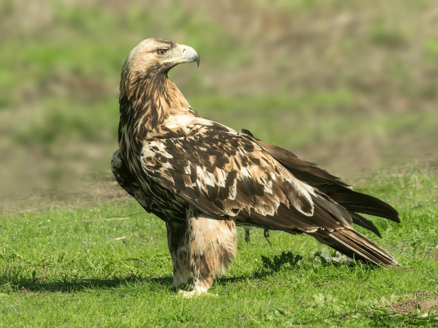 spanishimperialeagle13
