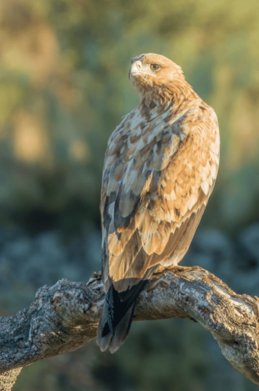 spanishimperialeagle16