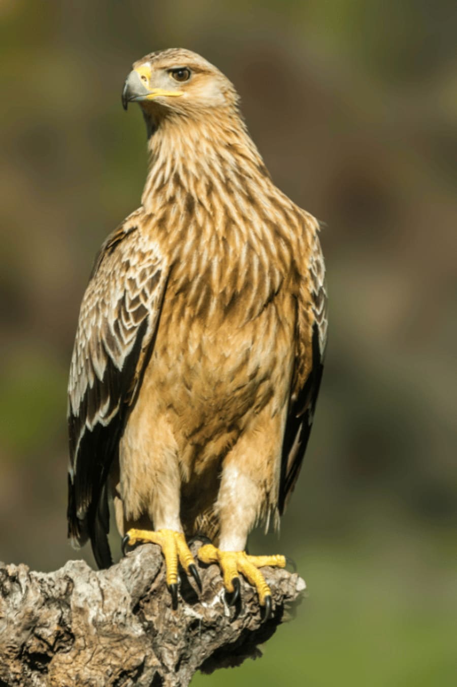 spanishimperialeagle17