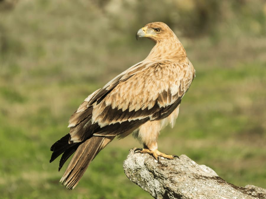 spanishimperialeagle3