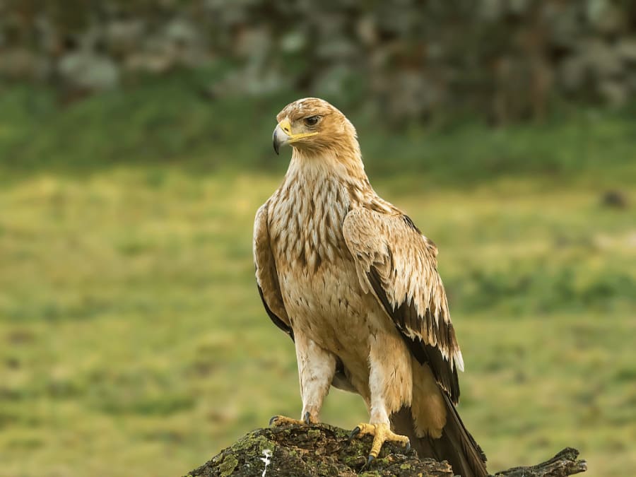 spanishimperialeagle4