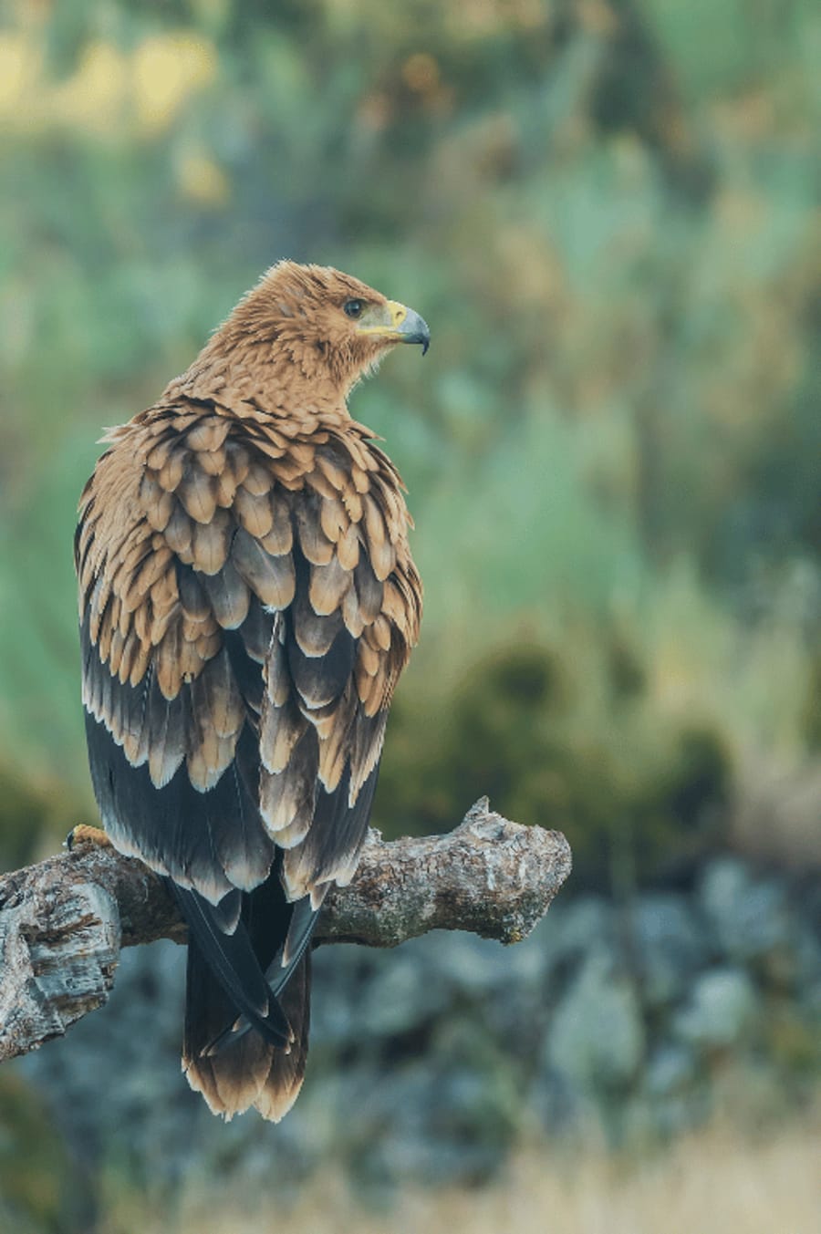 spanishimperialeagle5