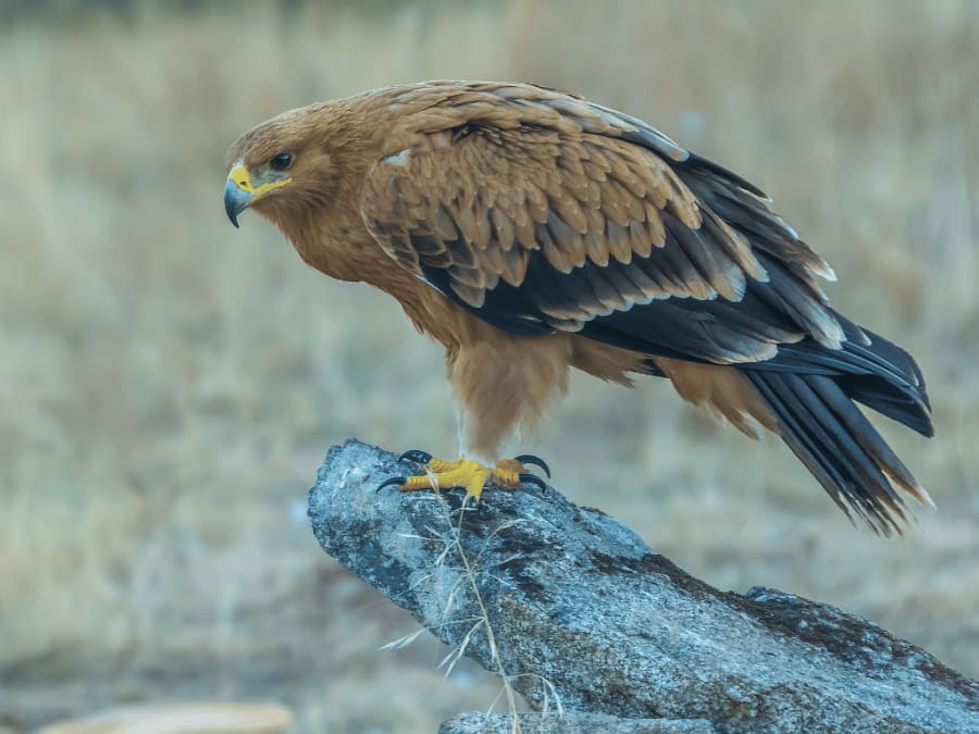 spanishimperialeagle6