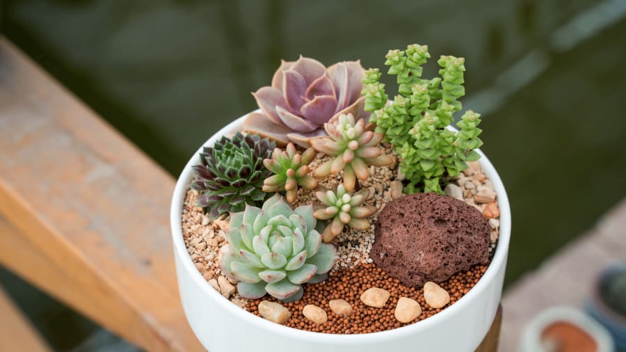succulentandcacti