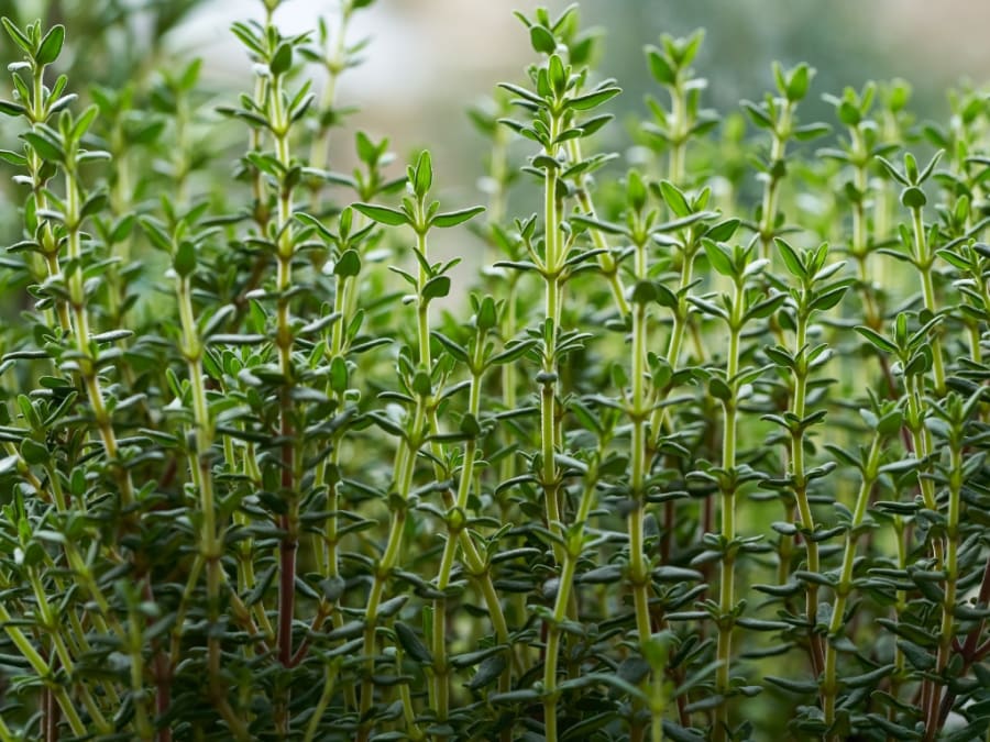 Thyme for your garden in Spain