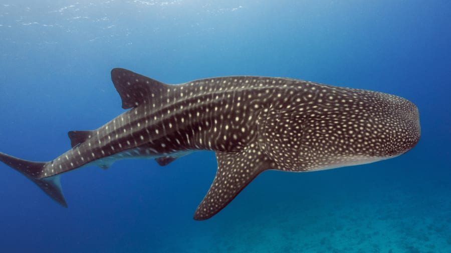 Marine wildlife is more extensive in Mexico