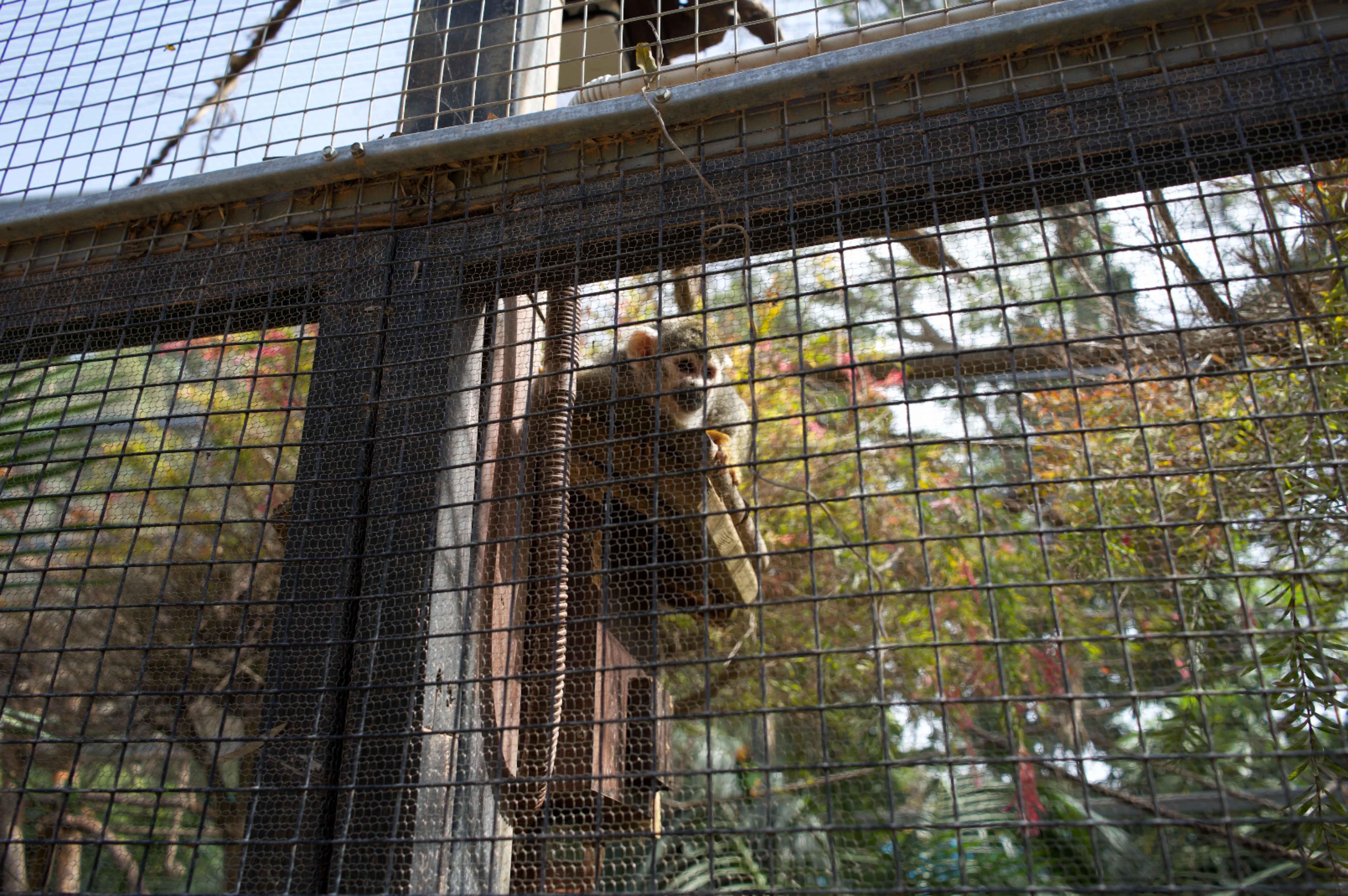 selwo marina benalmadena spain monkey