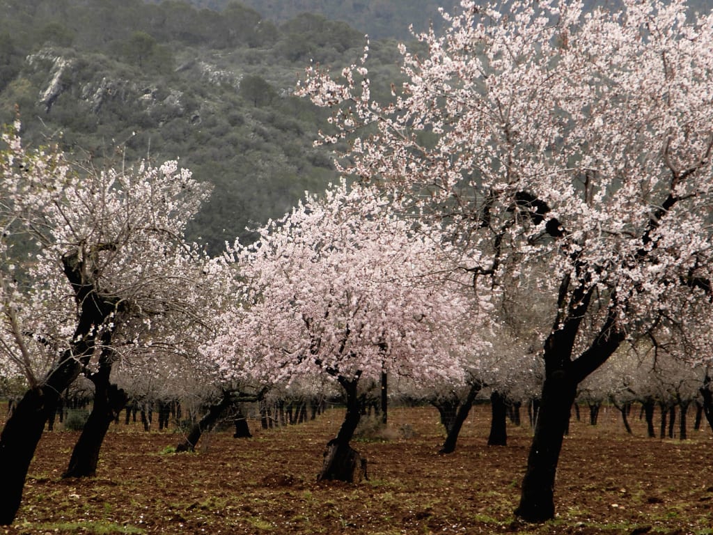 Almendro trees Madrid