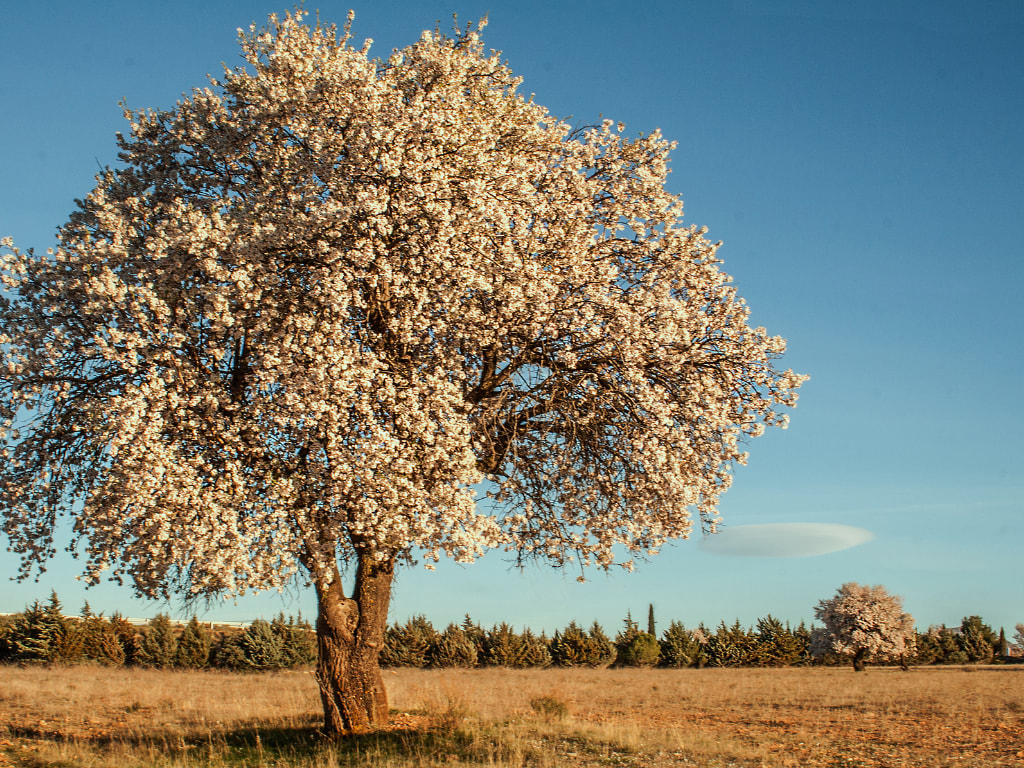 Almendro tree in Spain