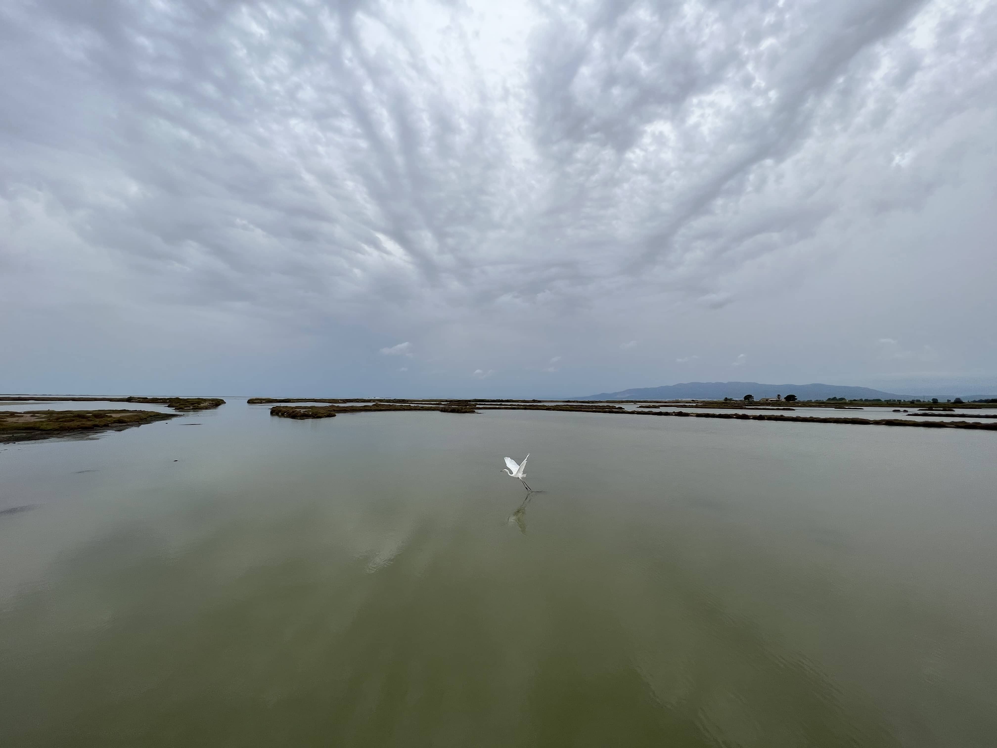 Bird Delta Ebro