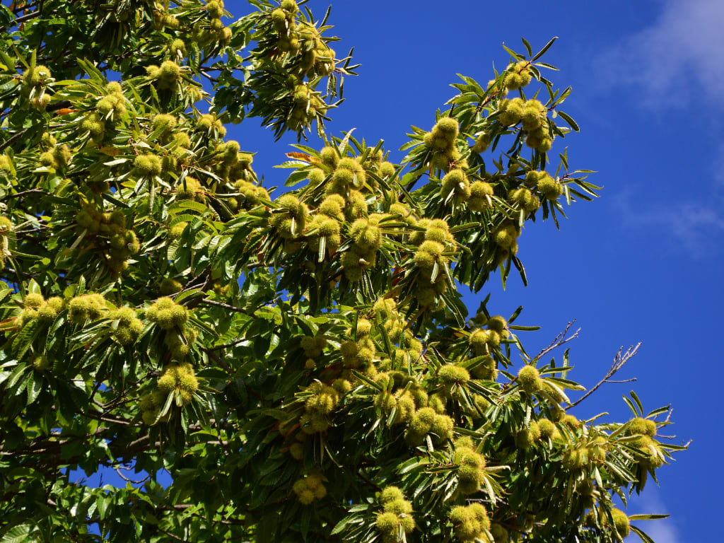 Sweet Chestnut tree in Spain