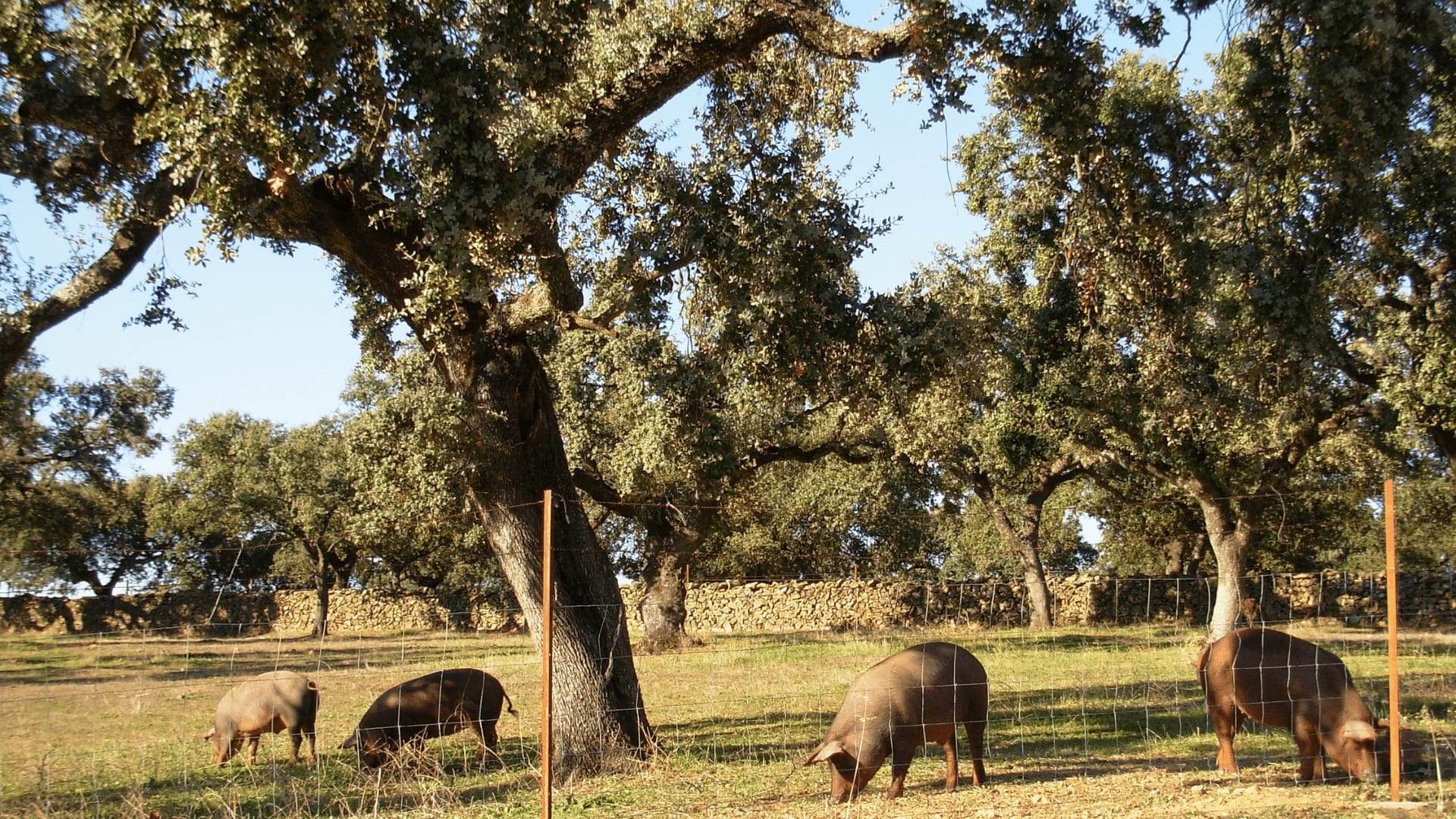cerdoiberico
