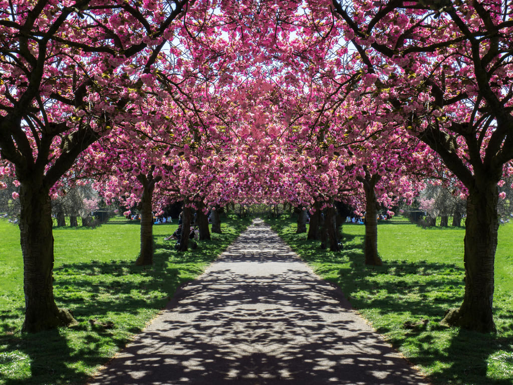 Cherry blossom spain