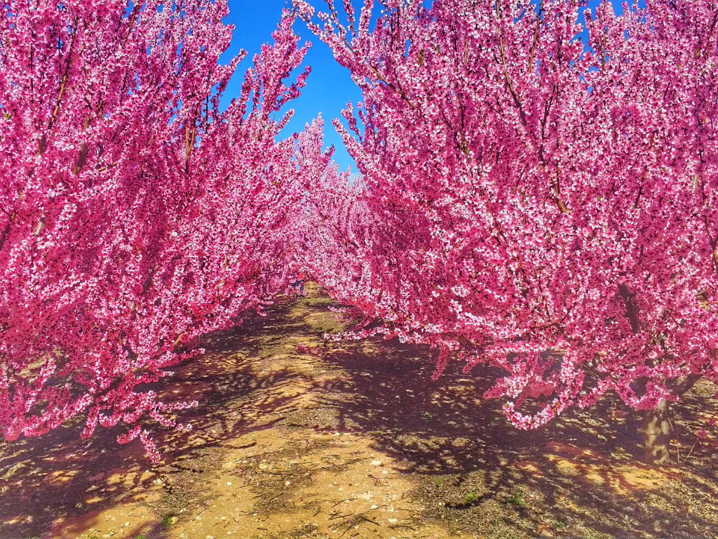 Trees in Cieza and Murcia