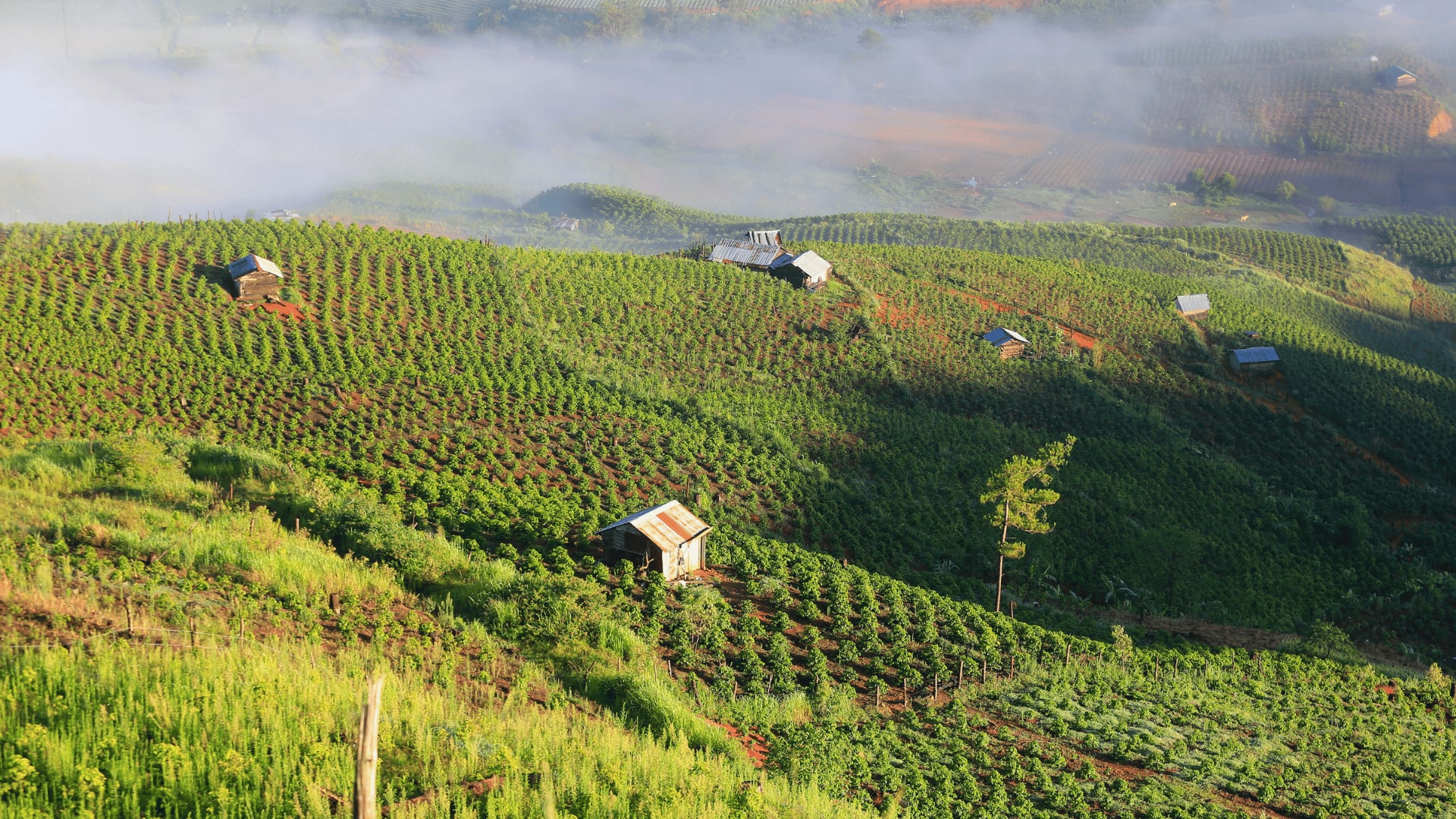 Coffee Canary Islands