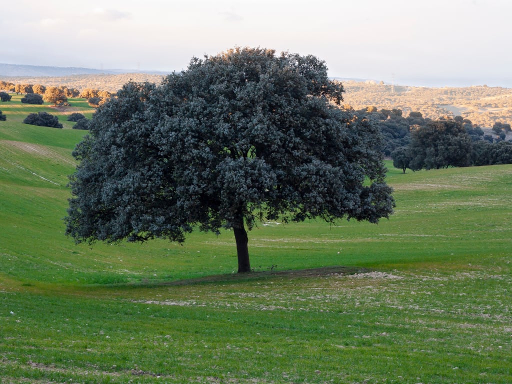 Evergreen Oak in Spain