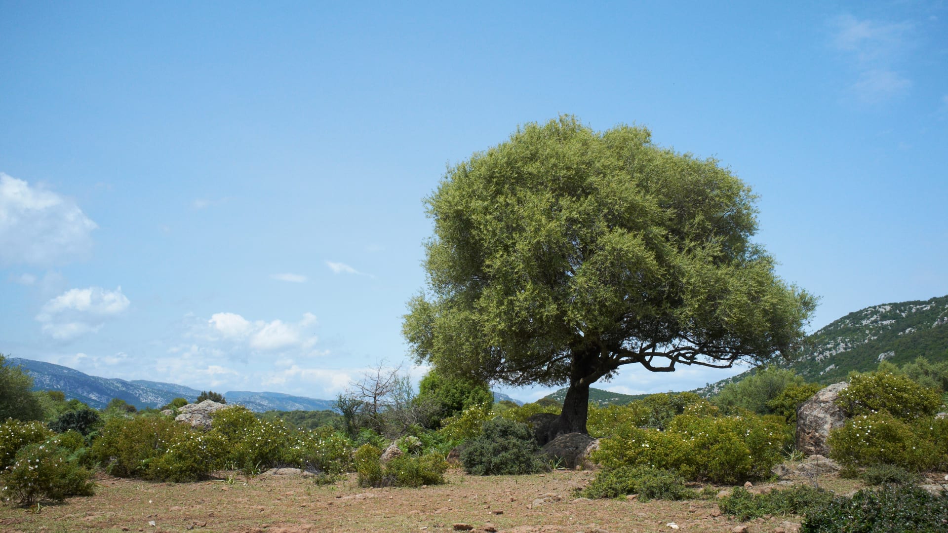 Evreergreen oak tree