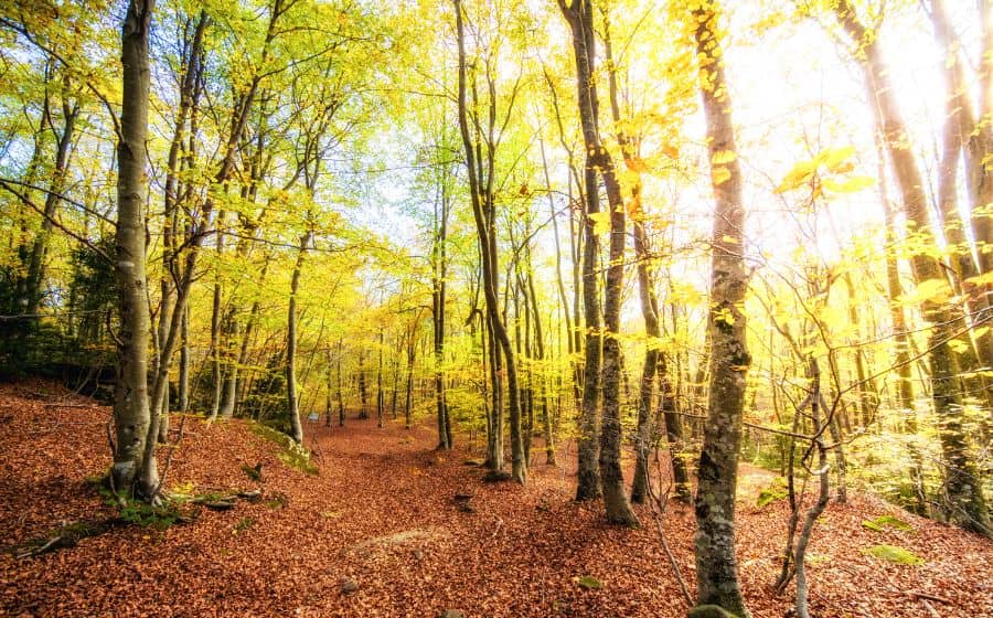 Fageda d'en Jordà
