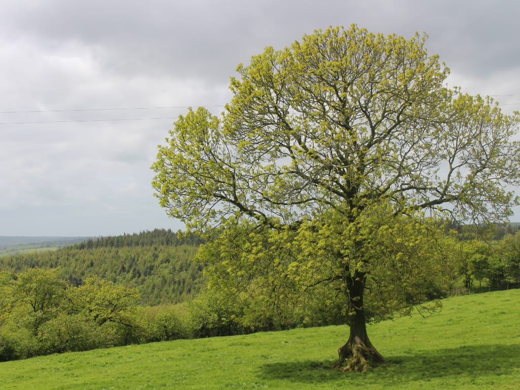 Fresno or Narrow leaved Ash tree in Spain