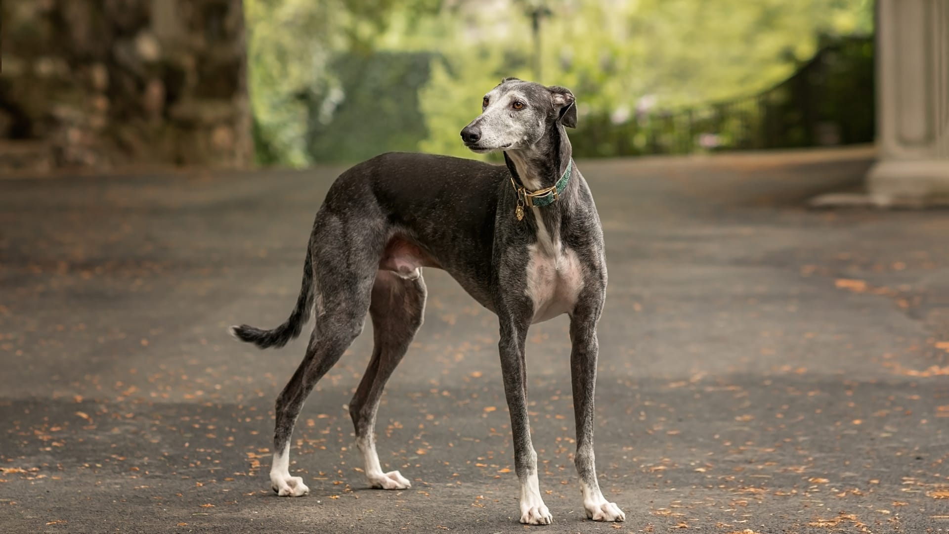 galgoespanol