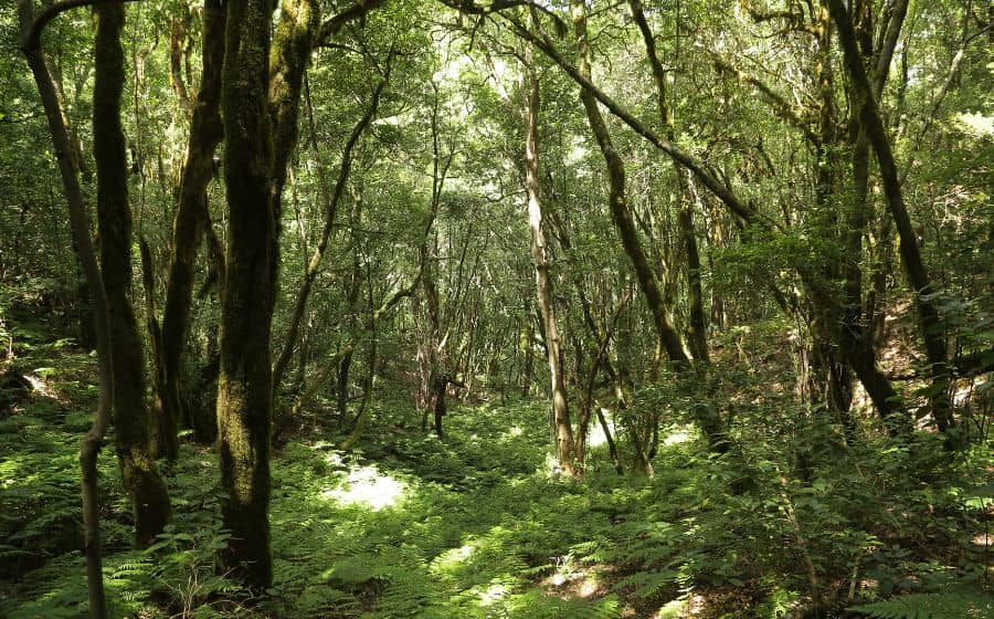 Garajonay National Park
