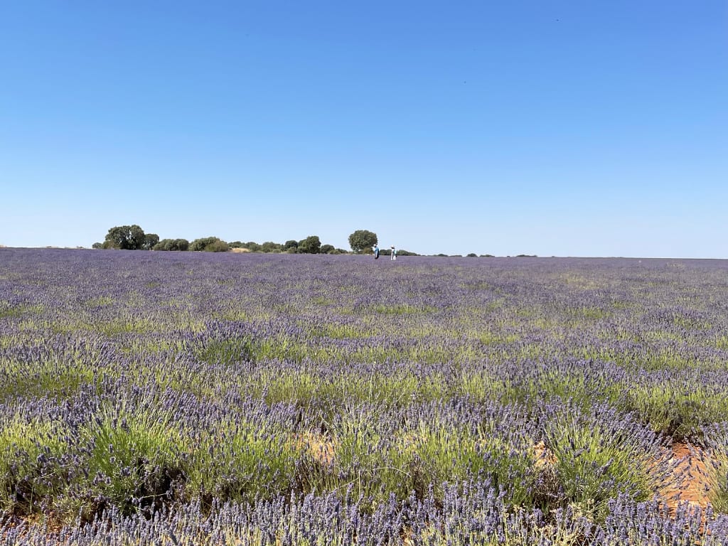 Lavanda Guadalajara