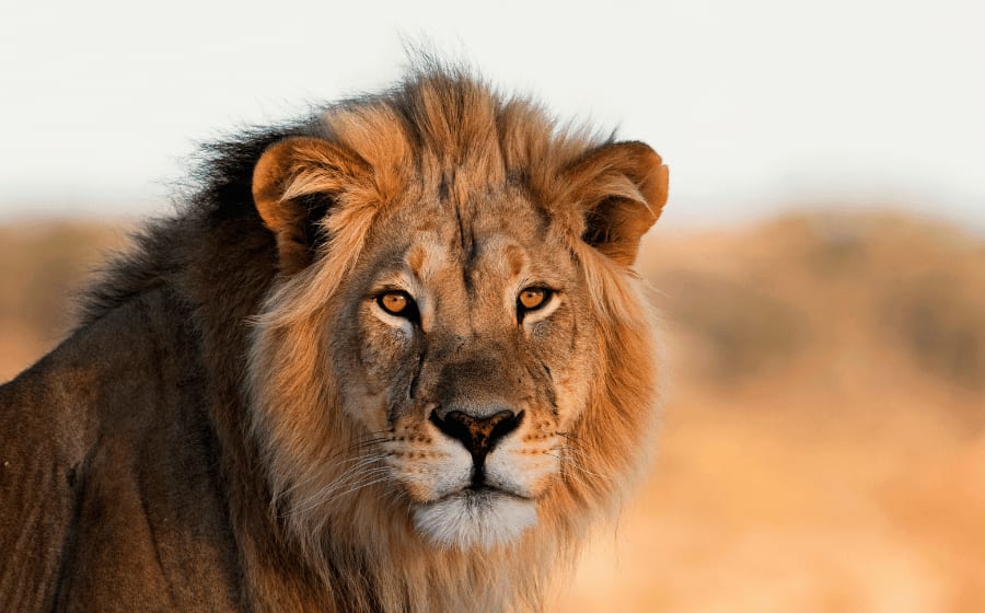 hispaniclionsymbolspain